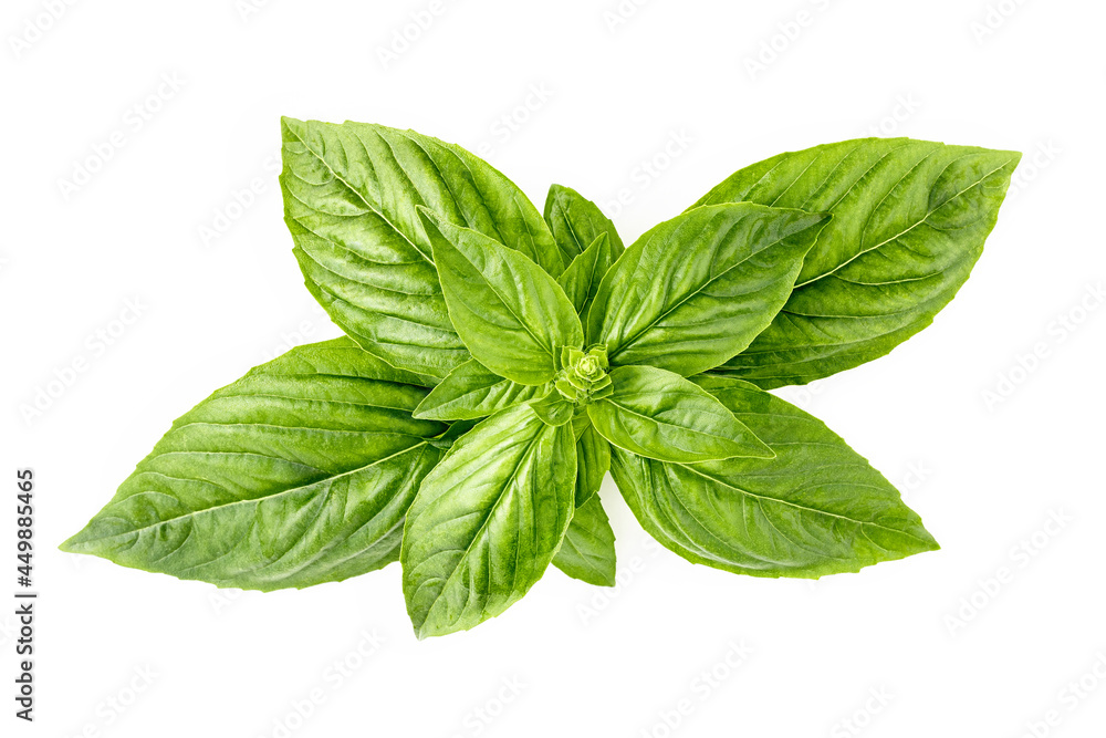 Fresh sweet basil leaves isolated on white background. Isolated of italian basil leaf .. Fresh sweet basil leaves isolated on white background. Isolated of italian basil leaf ..