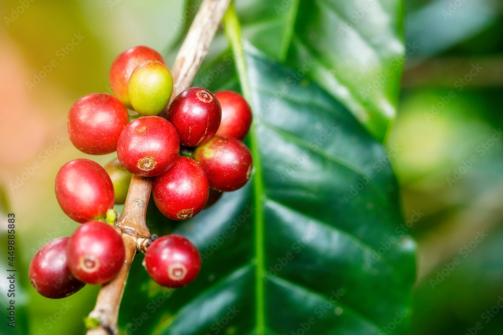 Group of red Arabica coffee berries getting ripe on coffee tree branch