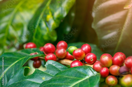 Wallpaper Mural Group of red Arabica coffee berries getting ripe on coffee tree branch Torontodigital.ca