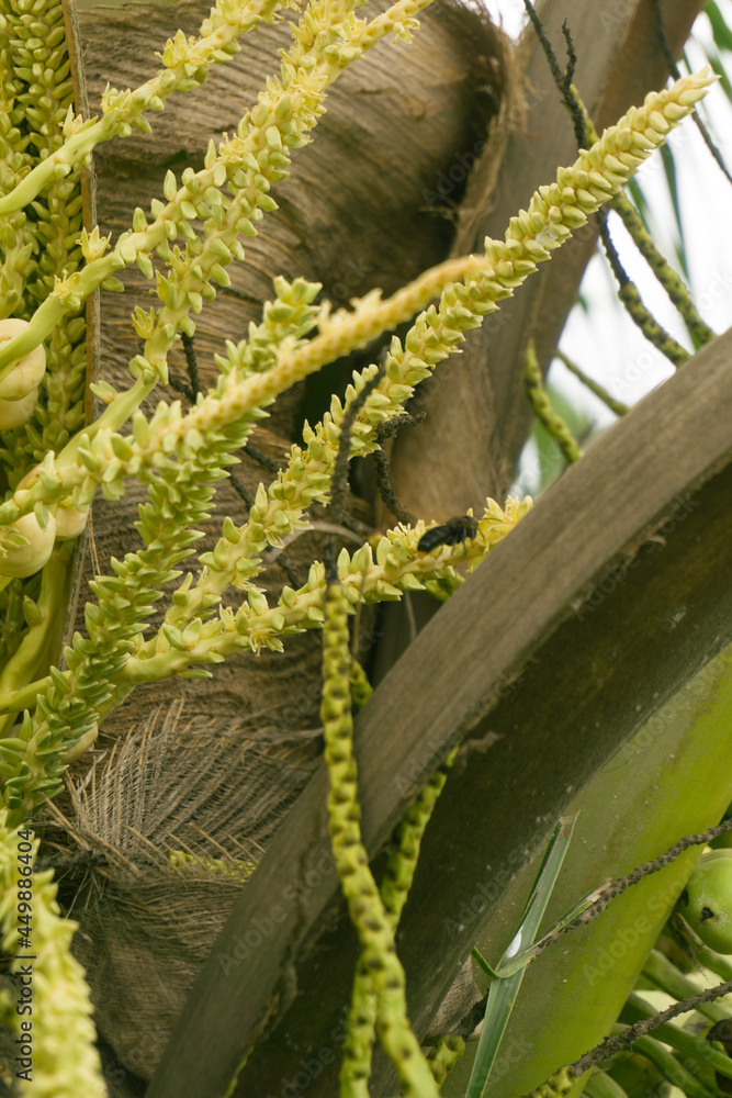 Naklejka premium Fresh yellow coconut flowers on a tree, close-up shot and there are Bees pollinating coconut tree flowers on plants. Suitable for wallpapers, websites, news, illustrations, knowledge 
