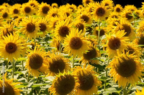Fototapeta Naklejka Na Ścianę i Meble -  Sonnenblumenfeld mit aufgeblühten Sonnenblumen, Symbolblume für Sommer, Wärme und Licht.