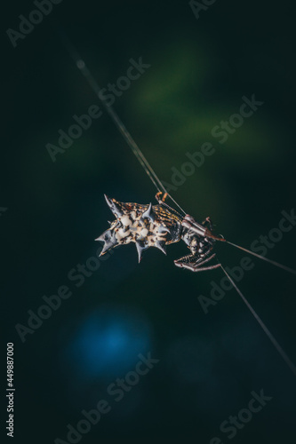 Vertical shot of a spined Micrathena spider photo
