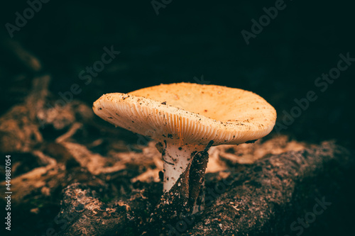 Selective focus shot of a russula mushroom photo