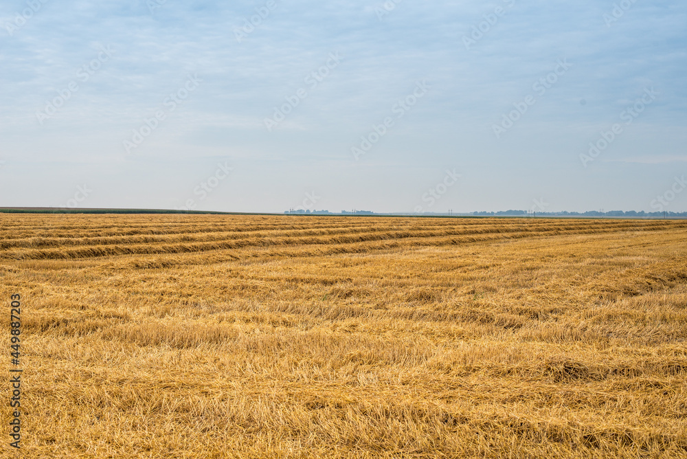 field with wheat stubble and strips after harvest