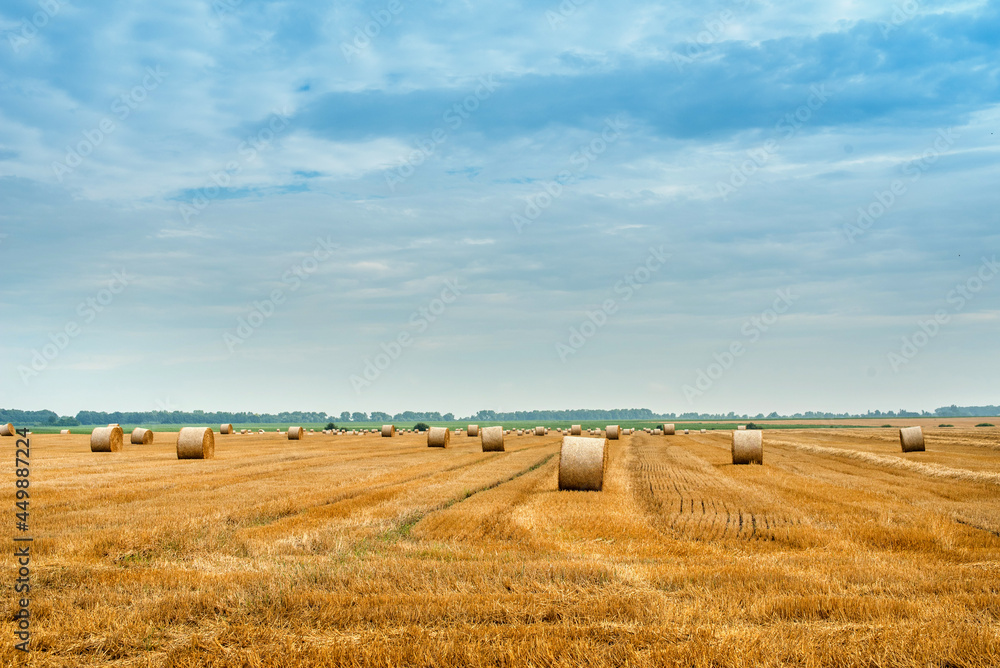 field and stubble of harvested wheat and bales of straw in rolls on a background of beautiful sky