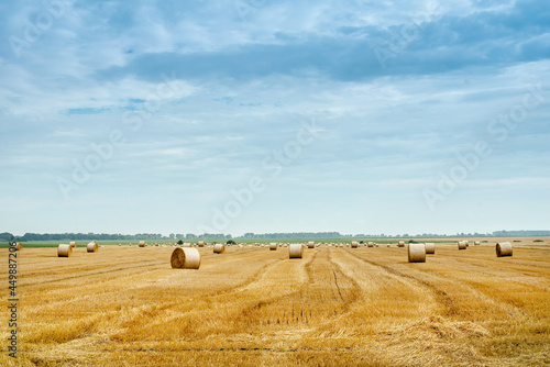 harvesting in agriculture, straw in bales roll and stubble in the field