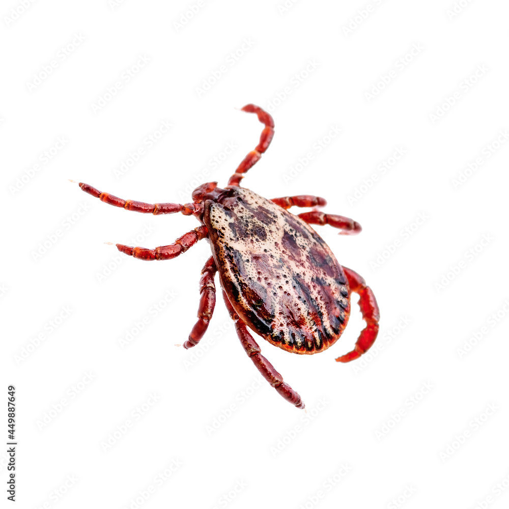 Tick Insect Isolated on White. Encephalitis Virus or Lyme Borreliosis Disease Infectious Dermacentor Tick or Mite Arachnid Parasite Macro. Tick Insect Isolated on White. Encephalitis Virus or Lyme Borreliosis Disease Infectious Dermacentor Tick or Mite Arachnid Parasite Macro.