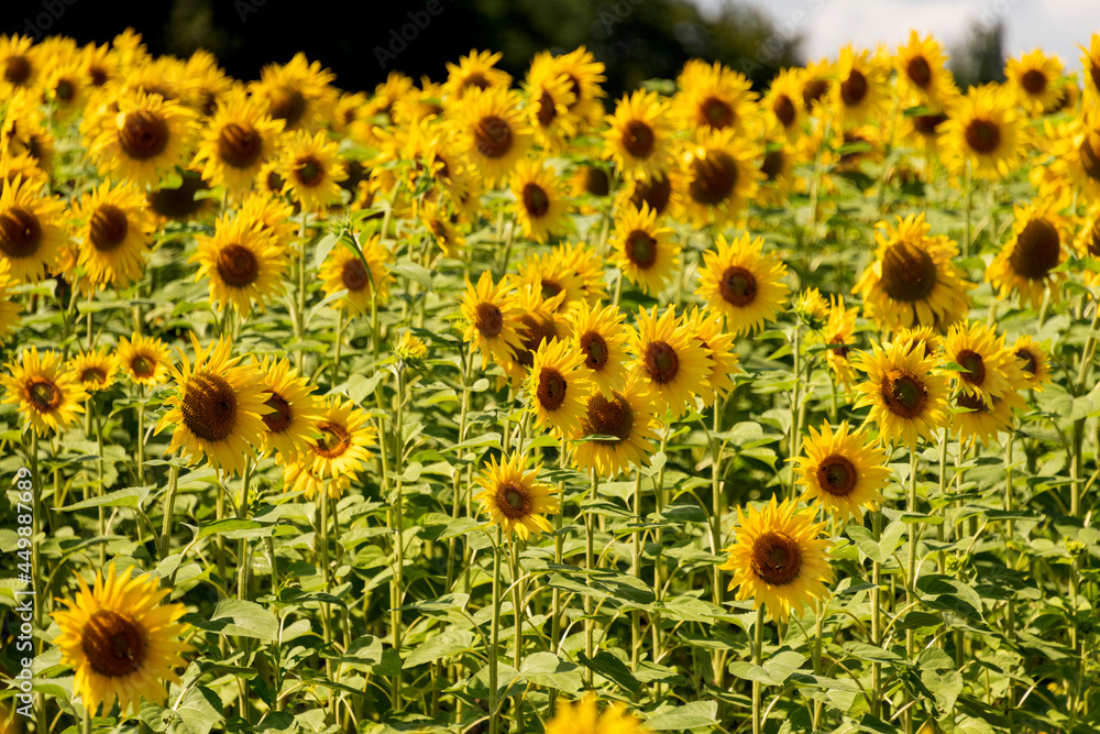 Sonnenblumenfeld mit aufgeblühten Sonnenblumen, Symbolblume für Sommer, Wärme und Licht. Sonnenblumenfeld mit aufgeblühten Sonnenblumen, Symbolblume für Sommer, Wärme und Licht.