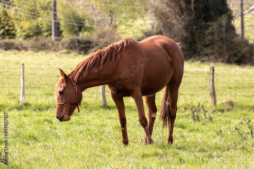 brown horse grazing in a green field