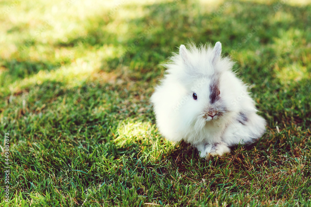Cute dwarf decorative fluffy rabbit. Bunny on green grass background. Symbol of Easter. Cute dwarf decorative fluffy rabbit. Bunny on green grass background. Symbol of Easter.