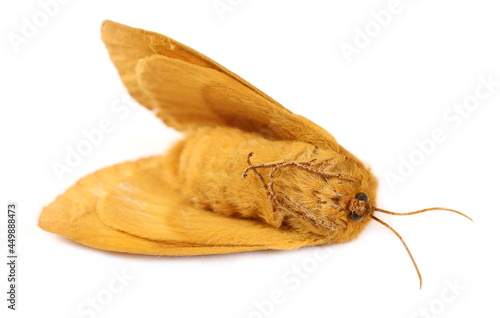 Oak Eggar moth, Lasiocampa quercus isolated on white background © dule964