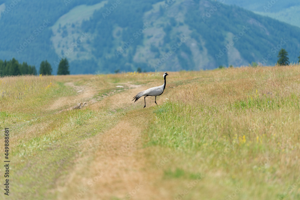 Crane-bellad , walks on the steppe with its chicks Crane-bellad , walks on the steppe with its chicks
