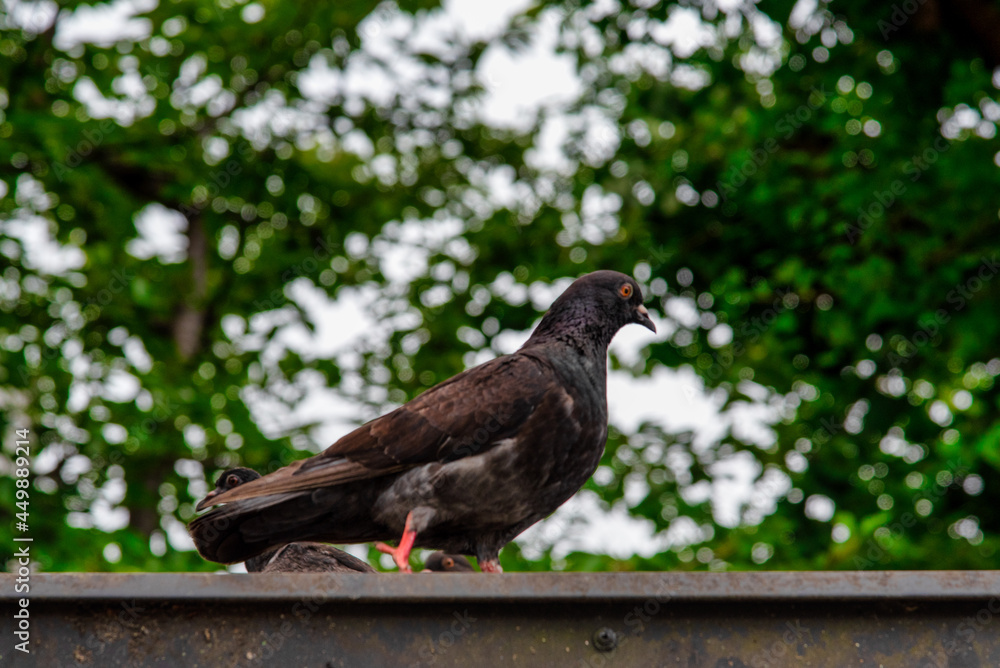 Obraz premium 鳩