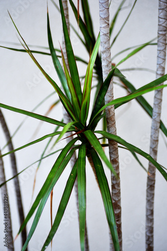 Vertical shot of potted dracaena marginata houseplant photo