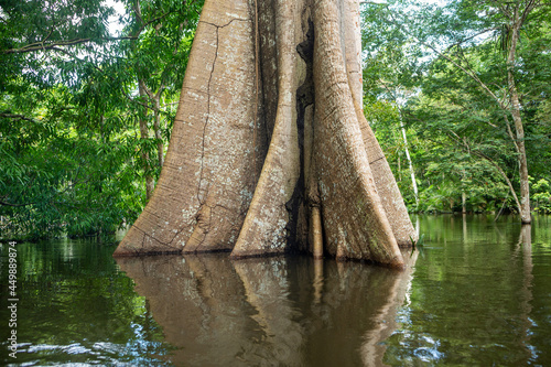 The giant Sumauma or Kapok tree, Ceiba pentandra, during flooded waters of the Amazonas river in the Amazon rainforest. Concept of biodiversity, nature, ecology, environment, forest conservation.