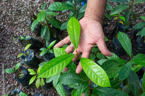 Canvas Print Brazilian Rosewood Pau Rosa tree seedlings in a nursery for reforestation in the amazon rainforest