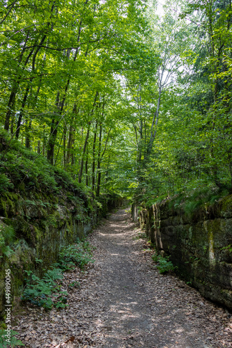 Forest path with trees over stone walls