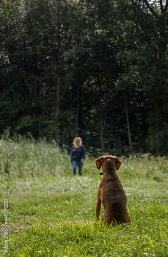 Dog waiting for his boss. Walking the dog at Forest Kuinre. Kuinderbos. Noordoostpolder Netherlands. 