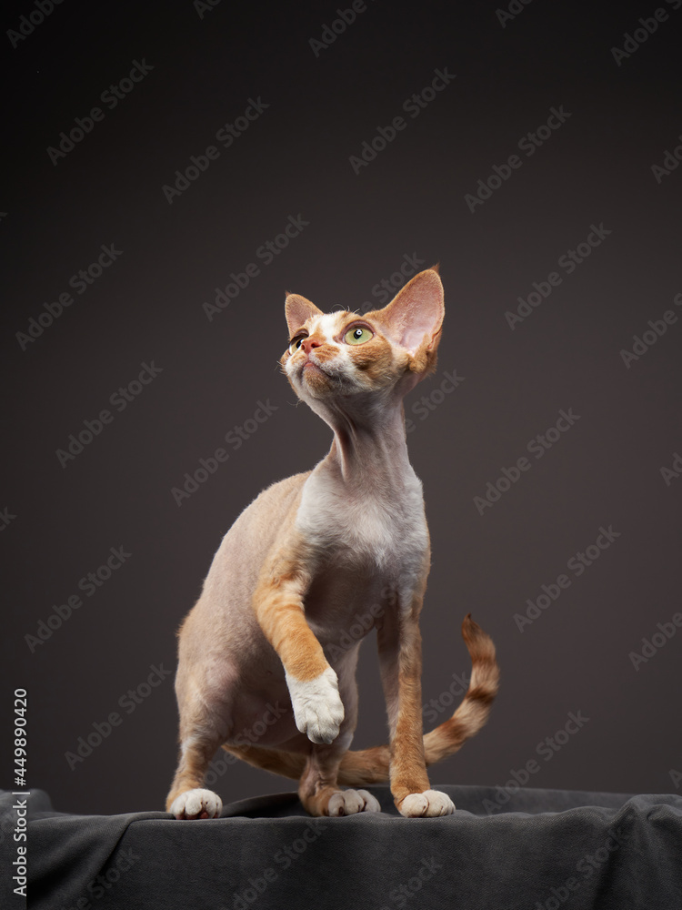 red kitten on a grey background. Devon Rex cat red kitten on a grey background. Devon Rex cat