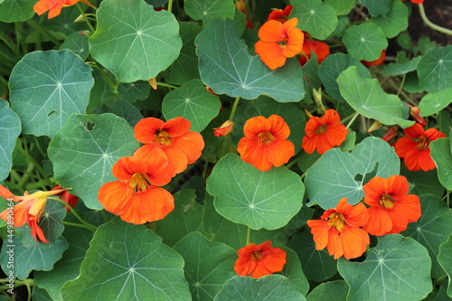 Hintergrund Kapuzinerkresse. Tropaeolum majus. photo