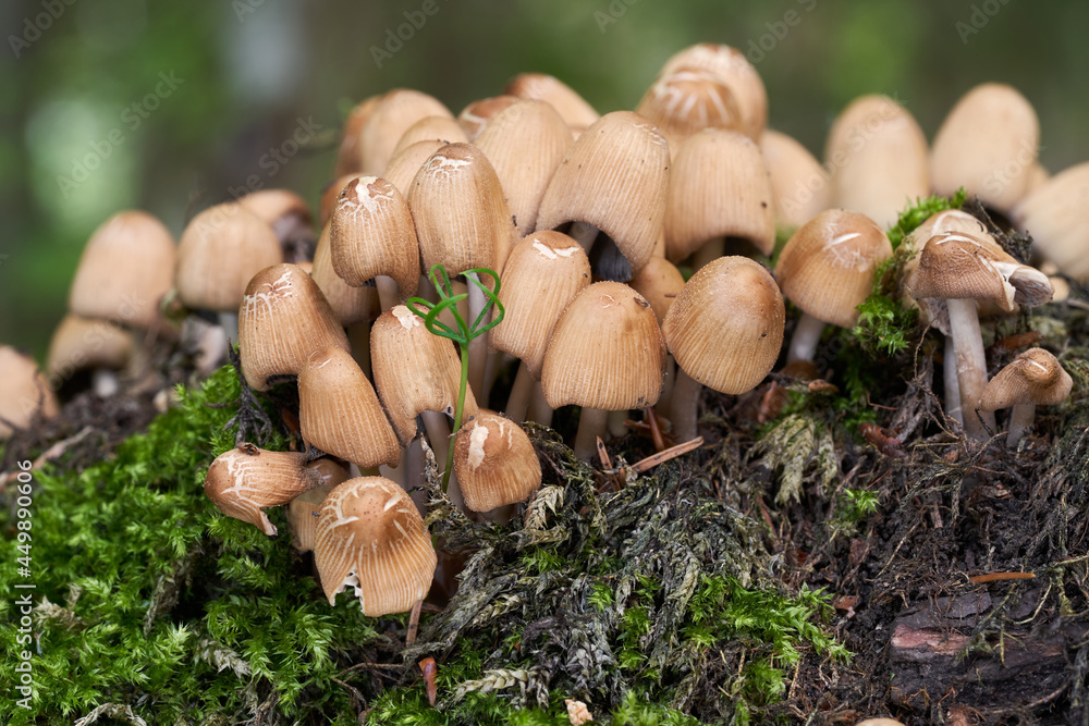 Fototapeta premium Edible mushroom Coprinellus micaceus in spruce forest. Known as mica cap, shiny cap, and glistening inky cap. Wild mushrooms growing on the stump.