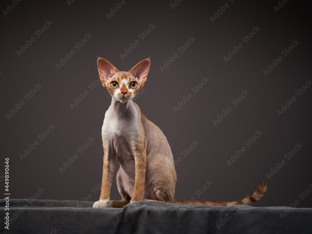 red kitten on a grey background. Devon Rex cat