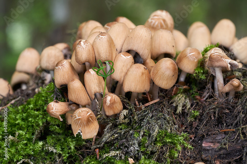 Edible mushroom Coprinellus micaceus in spruce forest. Known as mica cap, shiny cap, and glistening inky cap. Wild mushrooms growing on the stump.