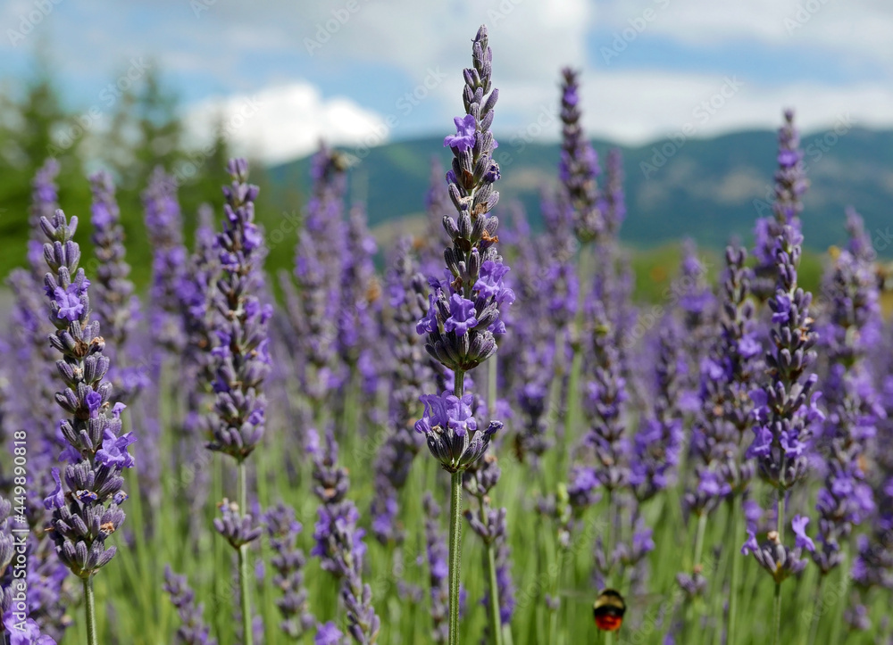 vista ravvicinata degli steli della bellissima lavanda fiorita vista ravvicinata degli steli della bellissima lavanda fiorita