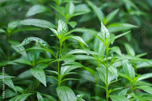 Top young green leaves of fresh andrographis paniculata or kariyat tree (fah talai jone), a Thai traditional herb and has antipyretic properties close-up. photo
