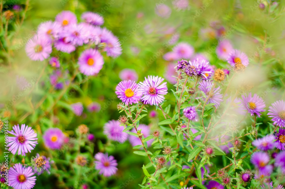 purple flowers purple flowers