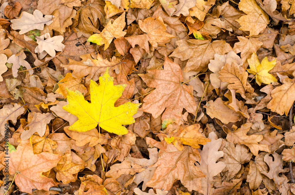 autumn leaves