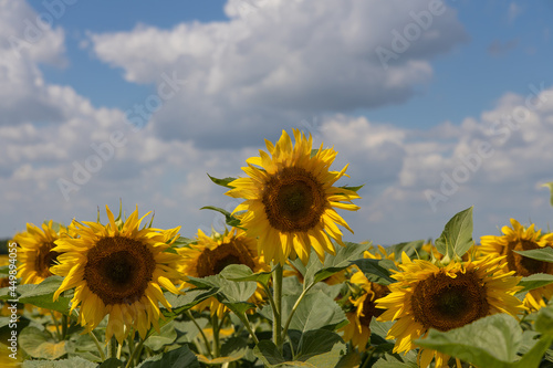 Fototapeta Naklejka Na Ścianę i Meble -  Rustic sunflowers with summer sky.
