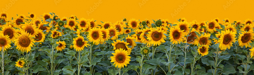 Border of sunflowers isolated on yellow background with copy space as concept of healthy lifestyle or proper nutrition.