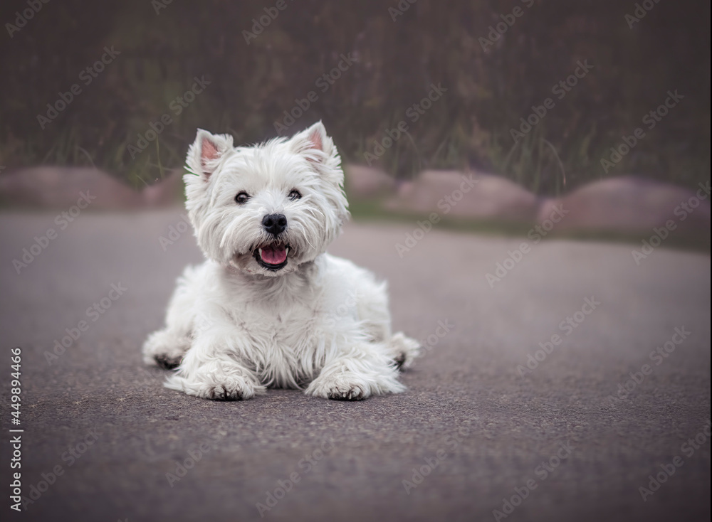 Smiling Westie Terrier laying on tarmac in Warsaw, Poland. White adorable dog waiting for a command. Selective focus on the eyes of the animal, blurred background.
