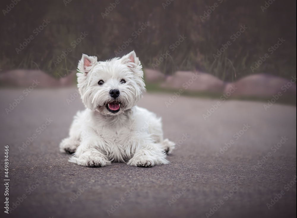 Smiling Westie Terrier laying on tarmac in Warsaw, Poland. White adorable dog waiting for a command. Selective focus on the eyes of the animal, blurred background. Smiling Westie Terrier laying on tarmac in Warsaw, Poland. White adorable dog waiting for a command. Selective focus on the eyes of the animal, blurred background.