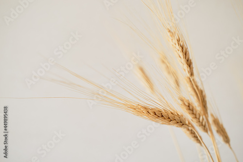 Spikelets of dry rye on a light background. Concept rich harvest. Close up. Selective focus.