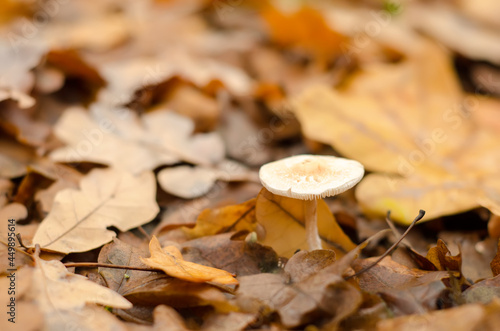 toadstool