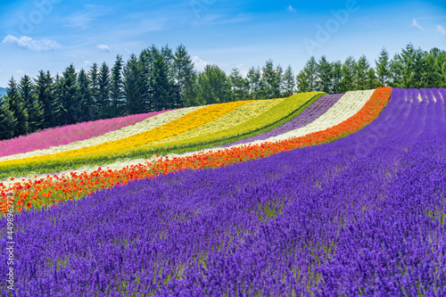 北海道　富良野　ラベンダー　夏　風物詩　花