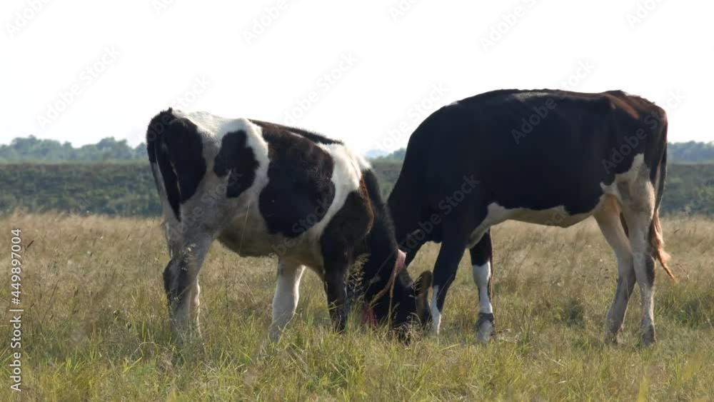 A dairy cow is eating grass on a meadow. A large beautiful cow or calf stands and looks around on a beautiful field. Cow in the pasture. A cow on the farm. Calf on the field. The cow is grazing A dairy cow is eating grass on a meadow. A large beautiful cow or calf stands and looks around on a beautiful field. Cow in the pasture. A cow on the farm. Calf on the field. The cow is grazing