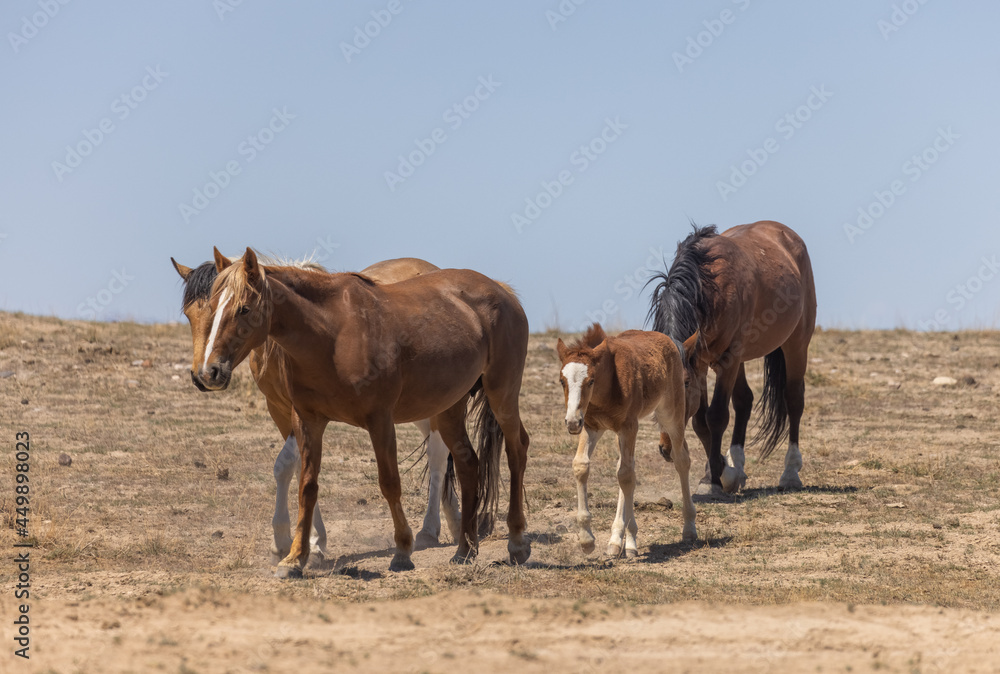 Herd of Wild Horses in the Utah Desert