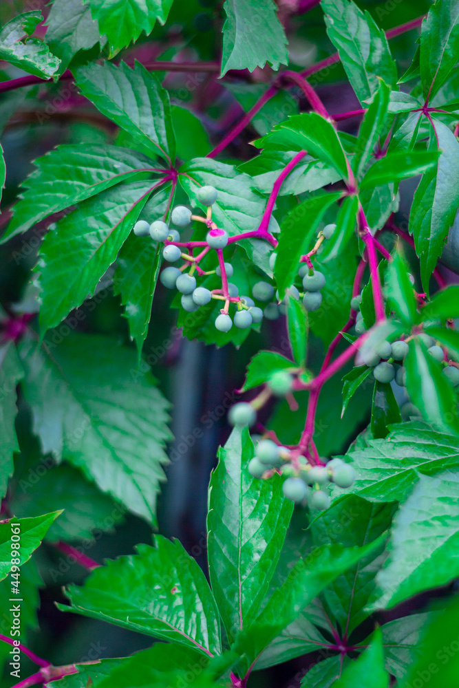 wild plant with green fruits and fuchsia branches
wild plant with green fruits and fuchsia branches