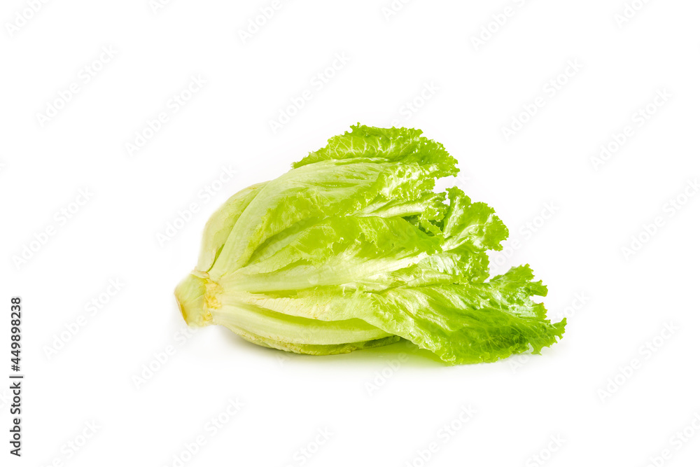 Fresh salad green leaf. Lettuce Fresh salad green leaf. Lettuce