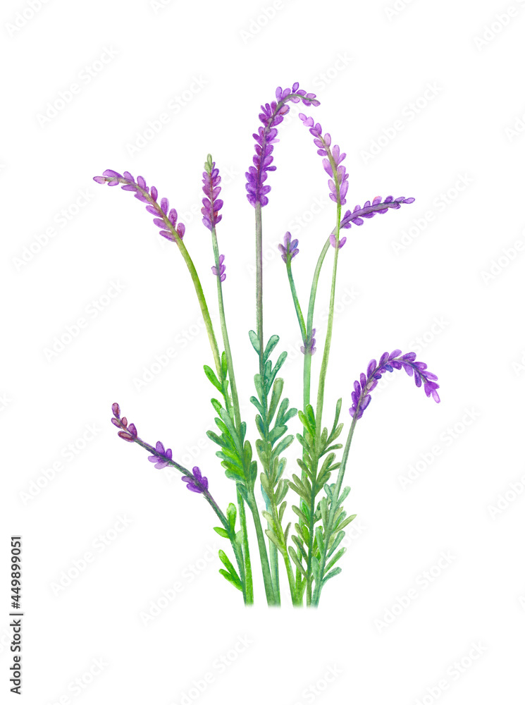 bunch of lavender flowers. watercolor painting bunch of lavender flowers. watercolor painting