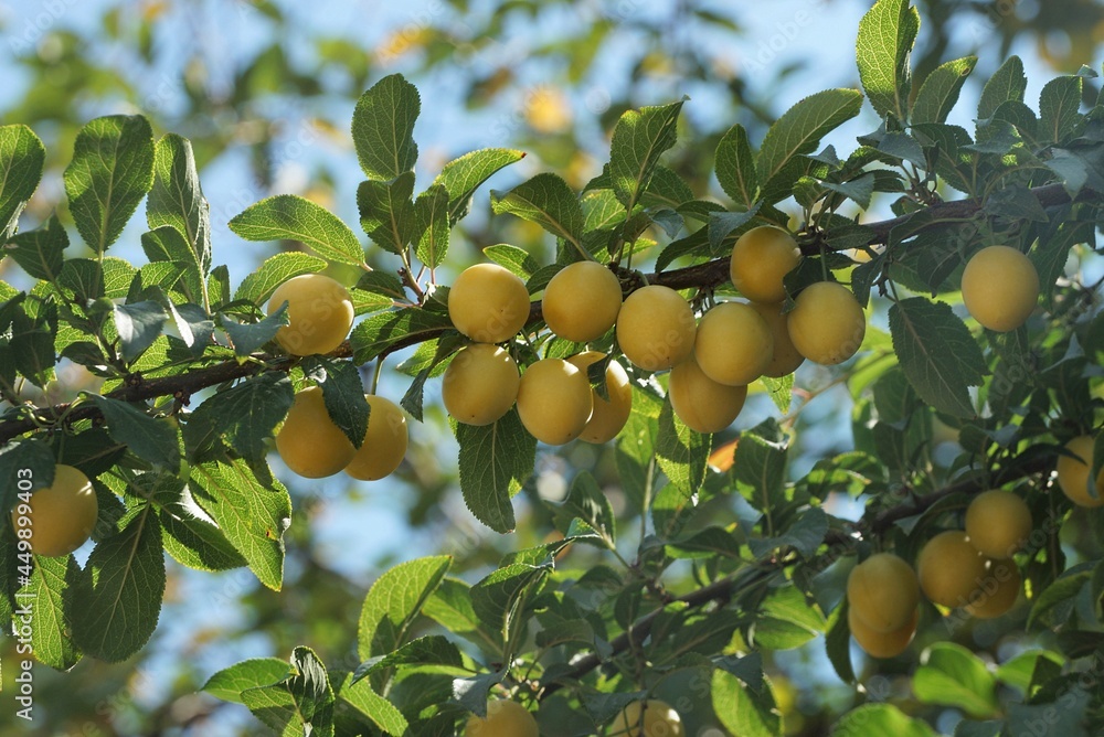 many ripe yellow plums on a branch with green leaves on a blue sky background