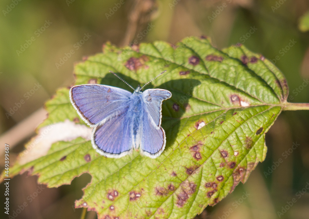 butterfly on a green leaf