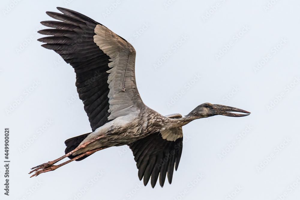 Fototapeta premium Open-billed stork or Asian openbill (Anastomus oscitans)