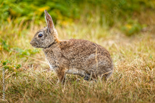 Wild cotton tail rabbit sitting in the gras © Martina