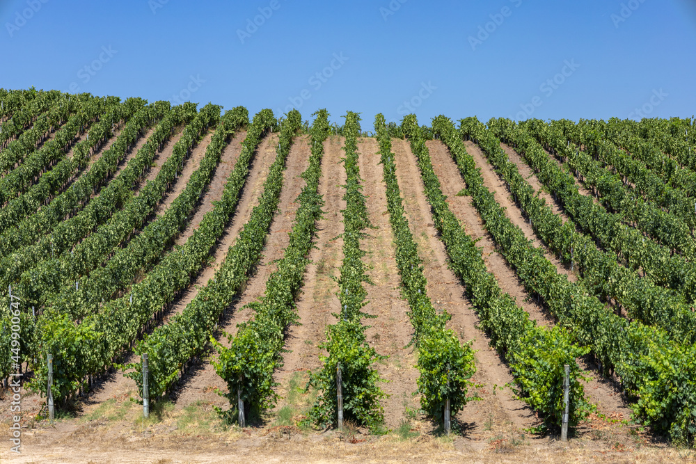 Vermentino vineyard in Gallura, Sardinia, Italy, Europe