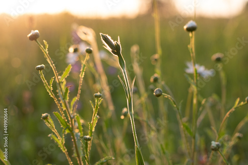 Backlit meadow flowers at sunrise