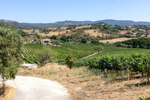Vermentino vineyard in Gallura, Sardinia, Italy, Europe photo
